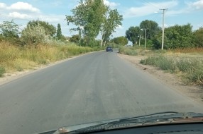 Ambrozija pored Lošinske kod Javnih Skladišta