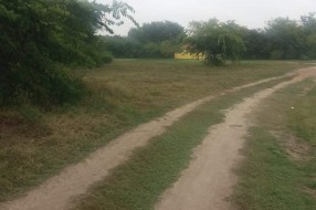 Korov u Kireškoj ulici