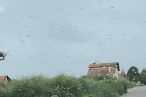 Korov u Kireškoj ulici