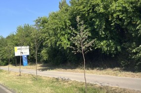 Posađena drva na Palićkom putu... a ko ih održava?