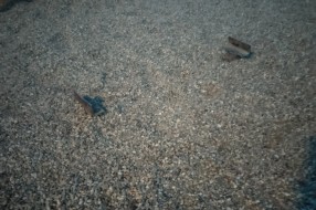 Opasnost na dečjem igralištu na Prozivci