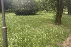 Nepokošena trava u parku kod Buvljaka