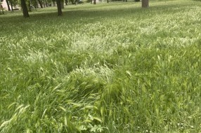Nepokošena trava u parku kod Buvljaka