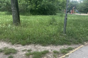 Nepokošena trava u parku kod Buvljaka