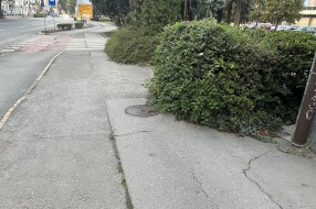 Narasla žbunja kod Nove opštine (OTP banke)