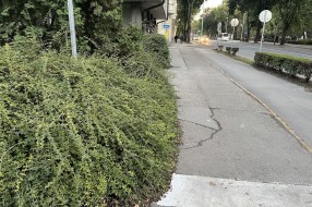 Narasla žbunja kod Nove opštine (OTP banke)