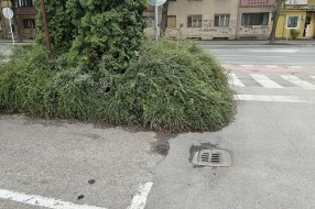 Narasla žbunja kod Nove opštine (OTP banke)