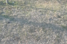 Psi lutalice u čoporu na Bikovu