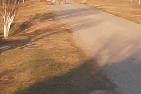 Psi lutalice u čoporu na Bikovu