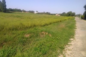 Ambrozija ispred škole u Tavankutu