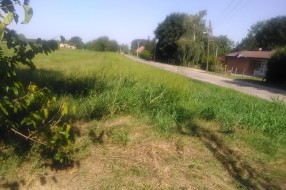 Ambrozija ispred škole u Tavankutu