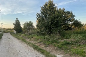 Zarasla Apatinska ulica