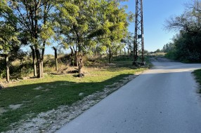 Psi lutalice na uglu Bezdanske i Kozaračke ulice