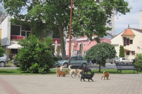 Psi lutalice na Radijalcu