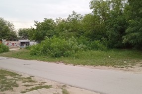 Rastinje višegodišnji problem (Šabačka ulica)