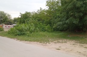 Rastinje višegodišnji problem (Šabačka ulica)