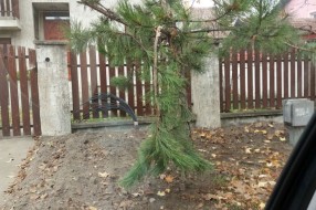 Uništavanje travnjaka, prilaza i druge javne površine zbog polaganja kablova (Kertvaroš)