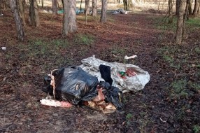 Bačeni leševi životinja u Kelebijskoj šumi