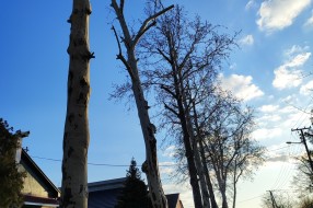 Problem sa platanima u Igmanskoj ulici