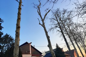 Problem sa platanima u Igmanskoj ulici