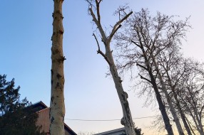 Problem sa platanima u Igmanskoj ulici