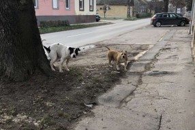 Staford i pit bul na ulici Bajskog puta