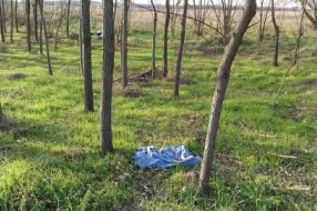 Migranti u Subotici