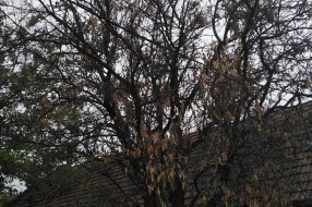 Električne žice u krošnji drveća u ulici Prvog ustanka 48