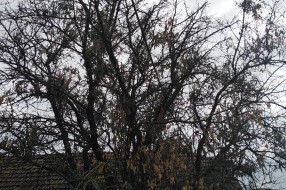 Električne žice u krošnji drveća u ulici Prvog ustanka 48