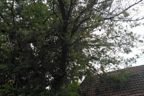 Električne žice u krošnji drveća u ulici Prvog ustanka 48