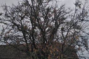 Električne žice u krošnji drveća u ulici Prvog ustanka 48