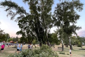 Loše stanje drveta na igralištu pored Palićkog jezera