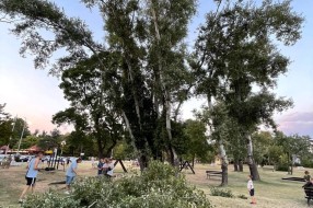 Loše stanje drveta na igralištu pored Palićkog jezera