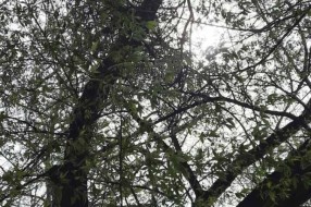 Orezivanje  grana i uklanjanje polomljenih opasnih po prolaznike - Segedinski put