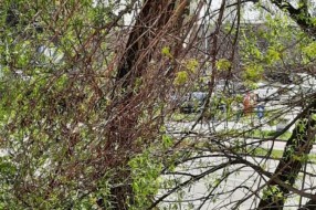 Orezivanje  grana i uklanjanje polomljenih opasnih po prolaznike - Segedinski put