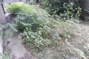 Nepokošena trava u MZ Peščara