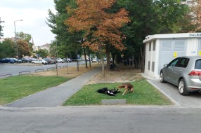 Čopor pasa lutalica uznemirava prolaznike na Prozivci