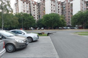 Čopor pasa lutalica uznemirava prolaznike na Prozivci
