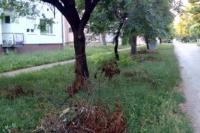 Neodnešeno posečeno granje i trava