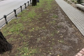 Uređenje parkića u Petefi Šandora