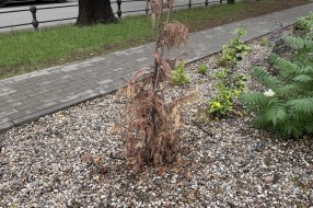Uređenje parkića u Petefi Šandora