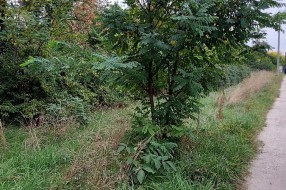 Trava i drveće na putu prema industrijskoj zoni