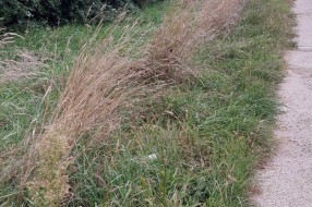 Trava i drveće na putu prema industrijskoj zoni