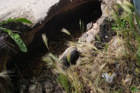Veliki Radanovac - problemi