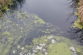 Ne može se disati koliko smrdi kanal u Bajmoku