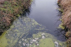 Ne može se disati koliko smrdi kanal u Bajmoku