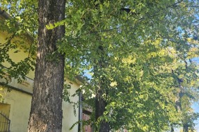 Orezivanje stabala na Karađorđevom putu