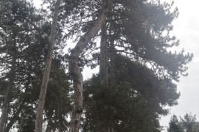 Suve grane pucaju i padaju na stazu u blizini obdaništa