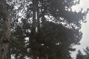 Suve grane pucaju i padaju na stazu u blizini obdaništa