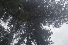 Suve grane pucaju i padaju na stazu u blizini obdaništa